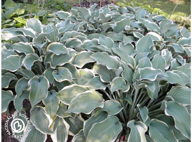 Hosta   'Regal Splendor'